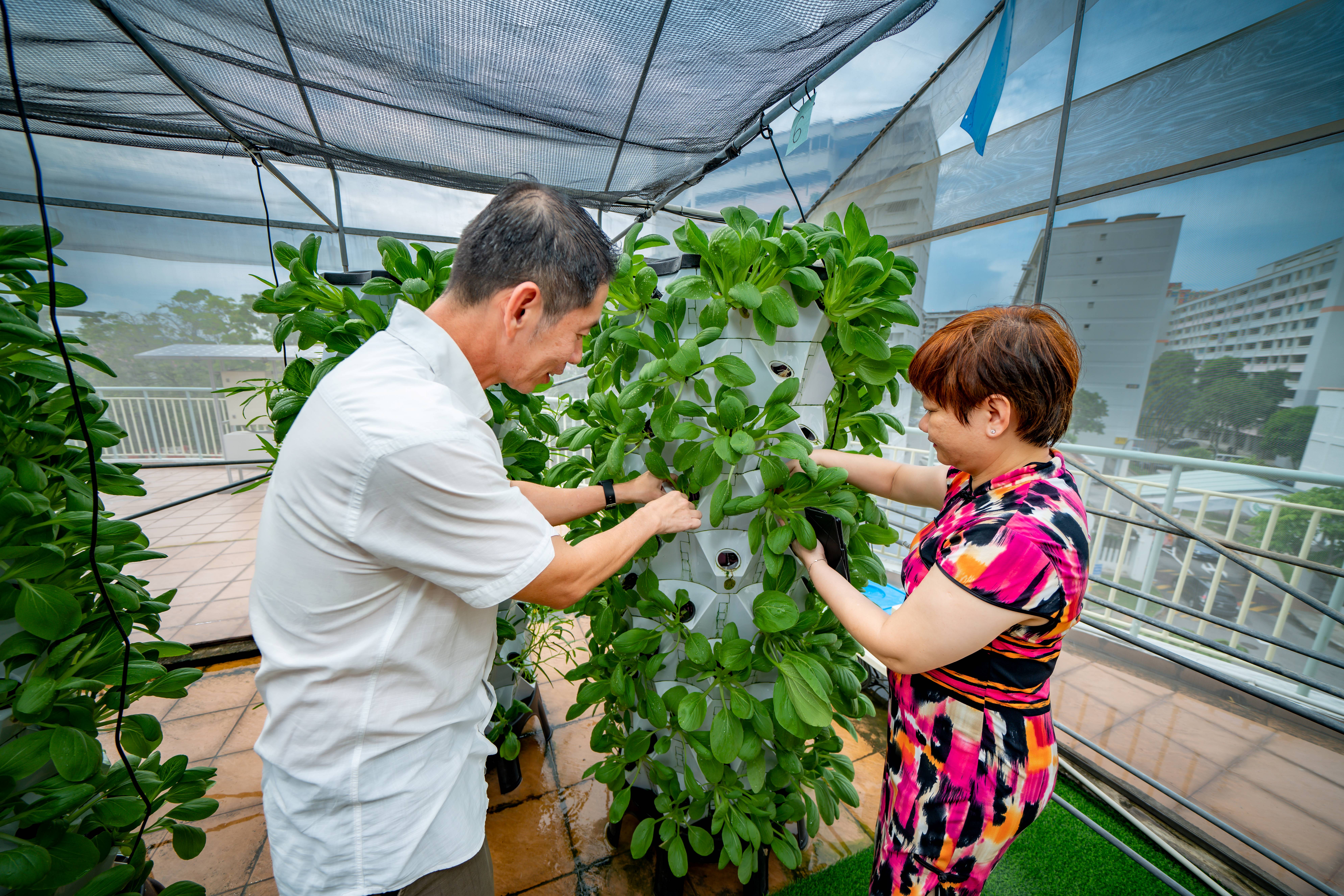 Two people harvest leafy greens from tall vertical planters on a rooftop under netting.